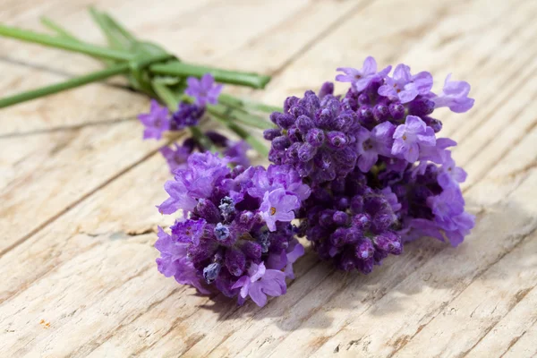 Lavanda roxa — Fotografia de Stock