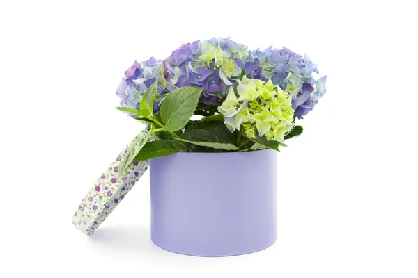 Hydrangea in box — Stock fotografie