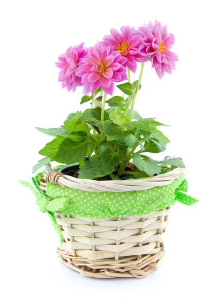 Dahlia blomma i korg大丽花在篮子里的花 — 图库照片