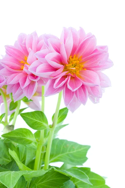 Dahlia yakın çekim