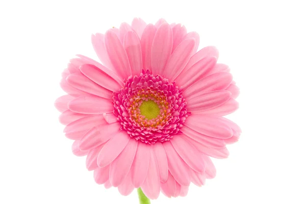 Макрос розовой герберы — стоковое фото