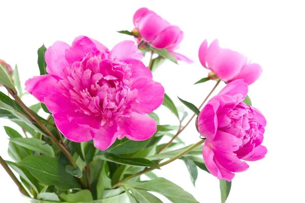 Bouguet of peony flowers — Stock Photo, Image