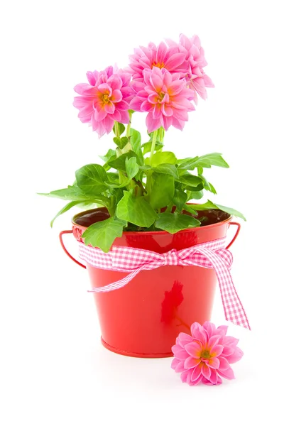 Secchio con fiori di dalia — Foto Stock