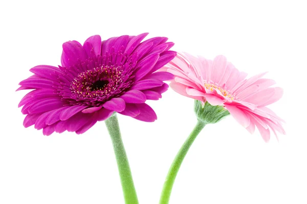 Deux fleurs de gerbera — Photo