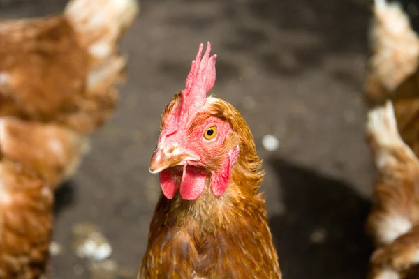 Bliska kurczaka — Zdjęcie stockowe