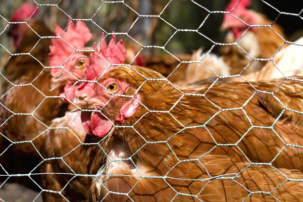 Kurczaki w kurniku — Zdjęcie stockowe