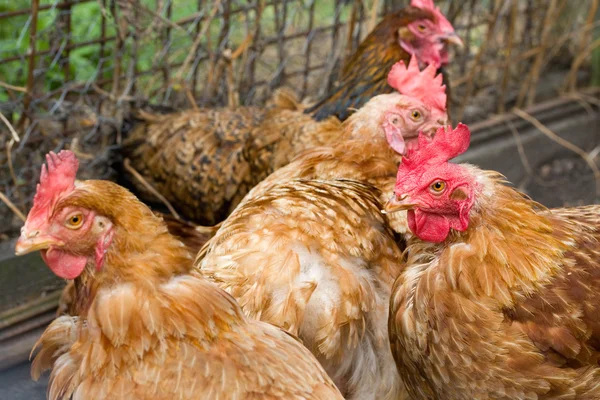 tavuklarda Gömülemez