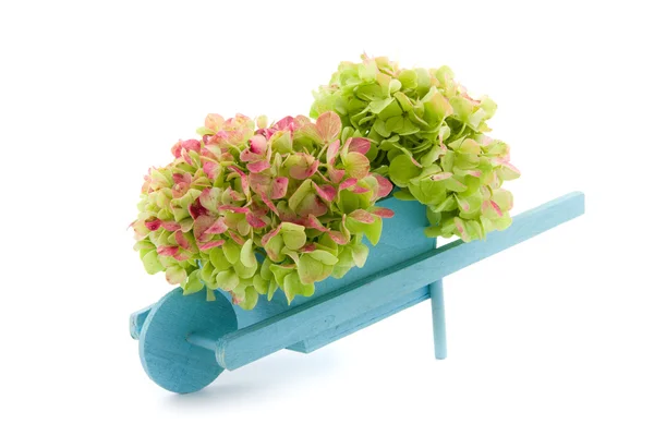 Carretilla miniatura con hortensias — Foto de Stock