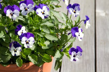 Pot ile mor Hercai Menekşe