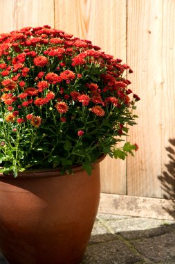 küçük kırmızı crysants arka bahçe