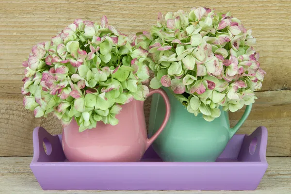 Two coffee mugs filled with hydrangea — Stock Photo, Image