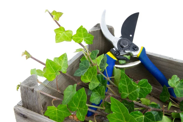 secateurs ve sarmaşık bitki dalları ile ahşap sandık