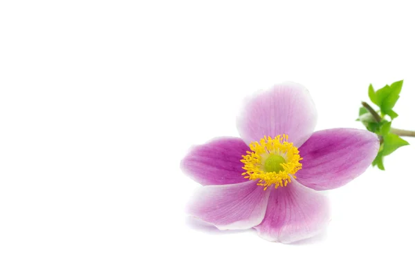 Makro för en trädgård anemone — Stockfoto