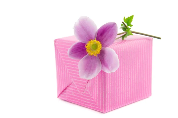 Květ sasanky na dárek — Stock fotografie