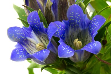 Makro gentiana scrabra