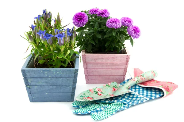 Dvě dekorativní kvetoucí rostliny — Stock fotografie