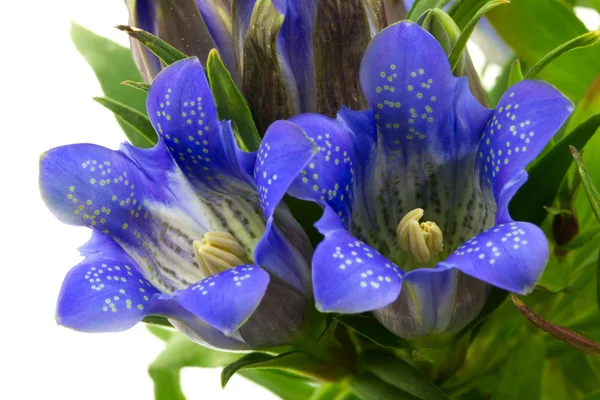 Makro gentiana scrabra — Zdjęcie stockowe