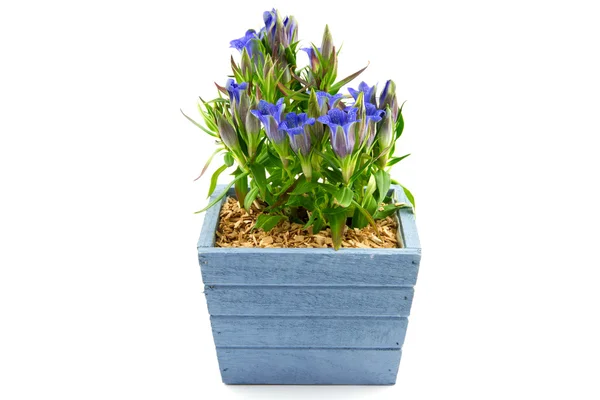 Mavi çiçekli pot centiyana bitki