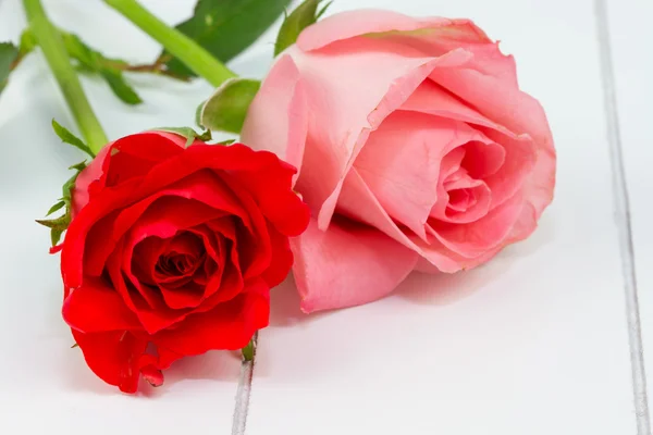 Red and pink rose — Stock Photo, Image