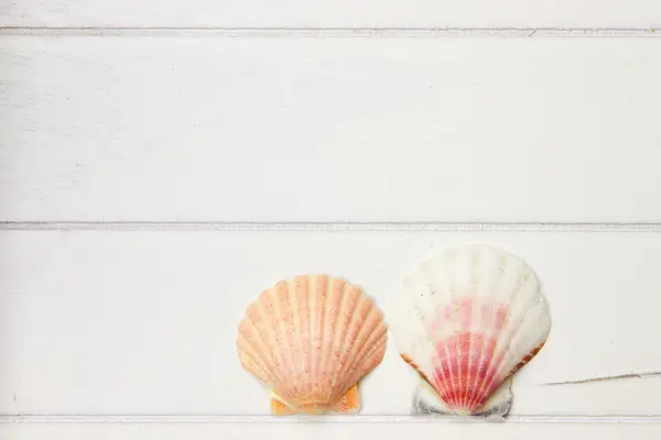 Two seashells on a wooden surface — Stock Photo, Image