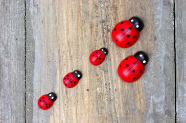 ahşap topak ladybirds