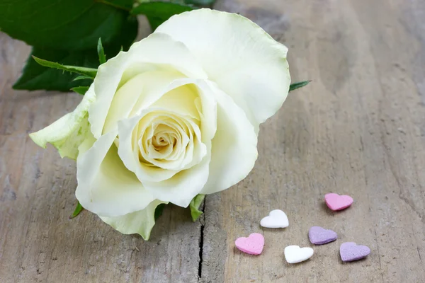 Single white rose with heart candies — Stock Photo, Image