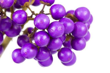 Makro beautyberry Bush