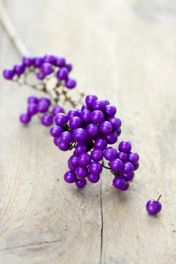 macro of beautyberry twig clipart