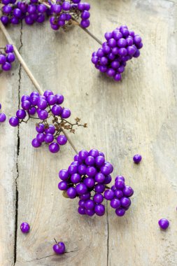 twig of a purple berries plant clipart
