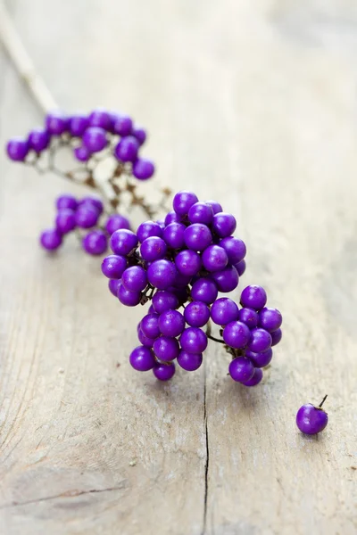 Makro beautyberry dal