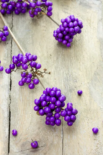 Ramoscello di una pianta di bacche viola Fotografia Stock