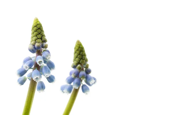 Macro of two blue grape hyacinths — Stock Photo, Image