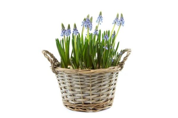 Reed basket with blue grape hyacinths — Stock Photo, Image