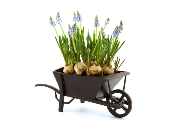 Miniatura de carrinho de mão preenchido com jacinto de uva azul — Fotografia de Stock