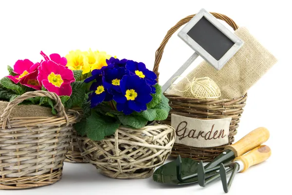 Reed baskets, garden utensils and primroses — Stock Photo, Image