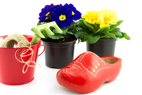木製の靴、バケツおよび分離の桜草 — Stockfoto