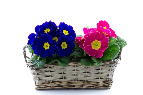 Primula viola e rosa in canneto — Foto Stock