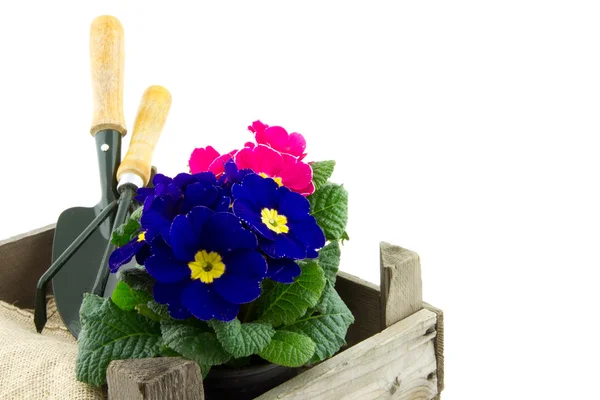 Garden utensils in crate with primrose — Stock Photo, Image