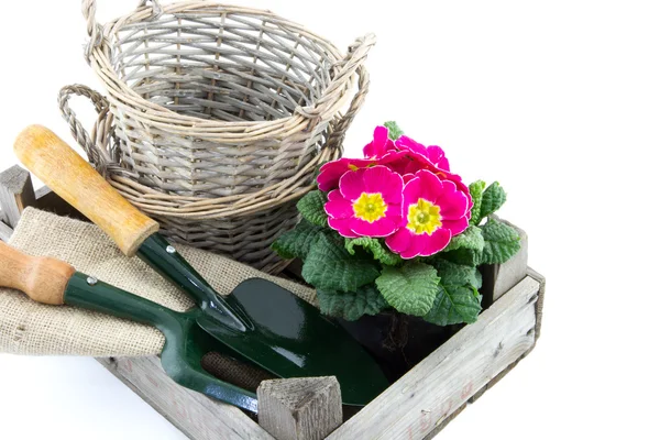 Cassetta con cestini, primula e utensili da giardino — Foto Stock