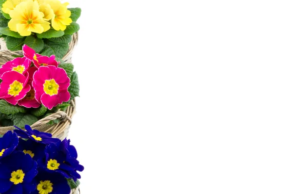 Три разноцветных первоцвета, сложенных изолированно — стоковое фото