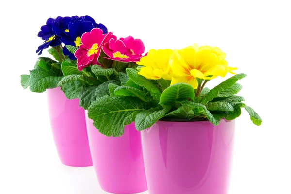 Tre vasi da fiori di fila con primula — Foto Stock