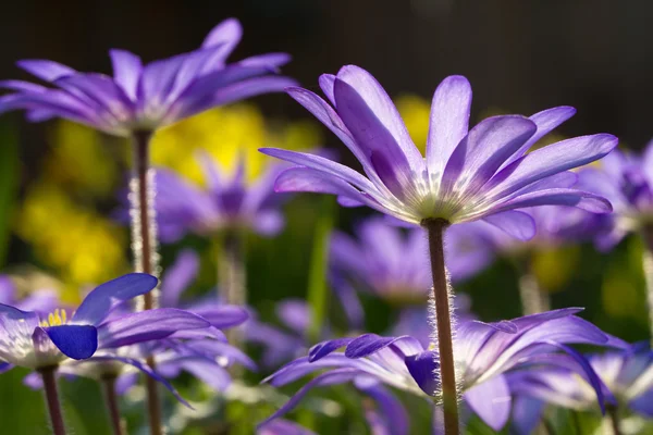 arka ışık anemon blanda
