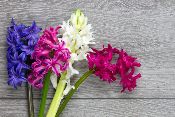 Bos van hyacint bloemen — Stockfoto