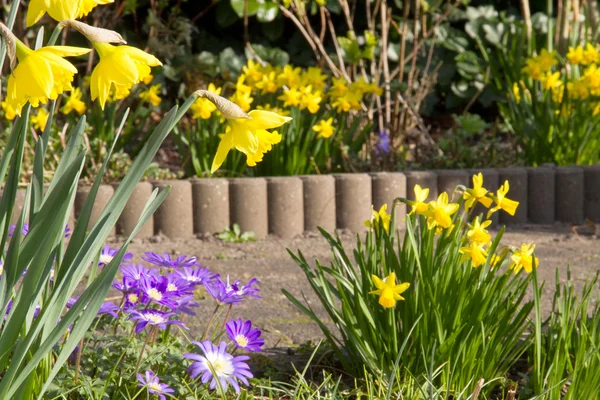 Lente in de tuin Rechtenvrije Stockfoto's