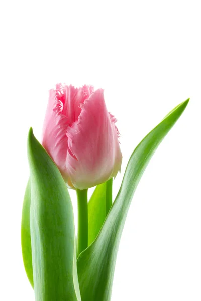 Makro einer zarten rosa Fransen Phantasie Rüschen Tulpe — Stockfoto