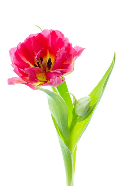 Un doppio tulipano precoce isolato su bianco — Foto Stock