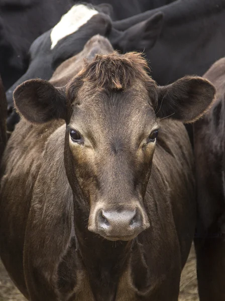 Brown cow close up on the background of the flock — Stock Photo, Image