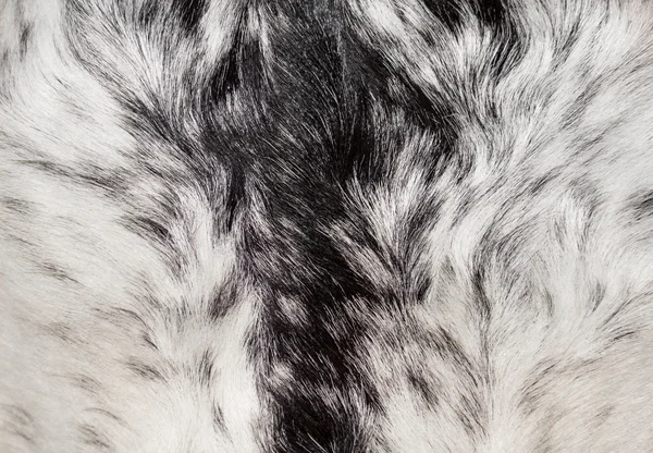 Animal fur texture — Stock Photo, Image