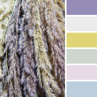 Texture of dry grass , colour palette swatches.