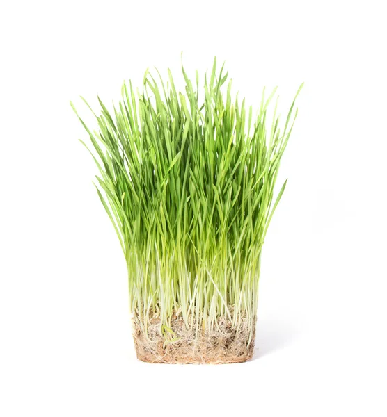 Fresh green grass isolated on white background — Stock Photo, Image